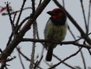 Halsband-Bartvogel